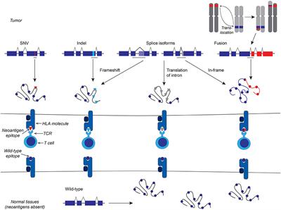 Neoantigens in Hematologic Malignancies